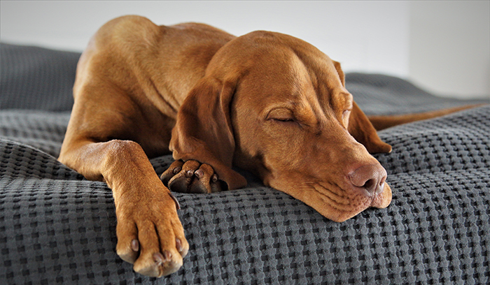 cane per blog