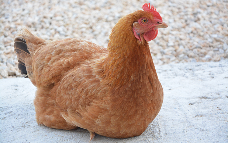 gallina blog